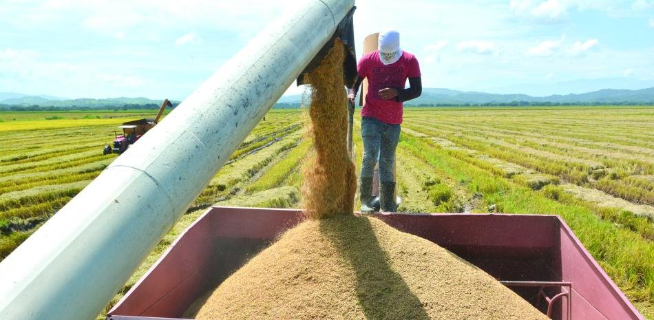 Advierten arroz con arsénico crea alerta sobre seguridad alimentaria