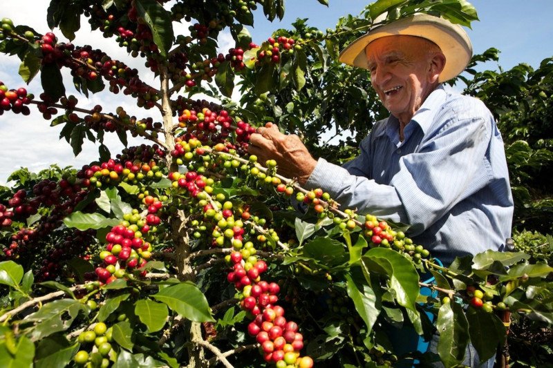 Precios del Café suben para la producción local