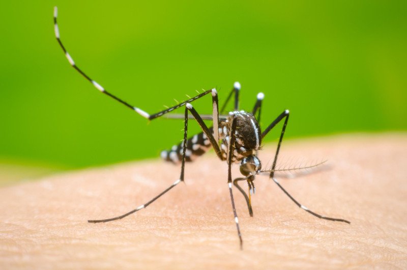 Aprobada Vacuna japonesa que combatirá el dengue