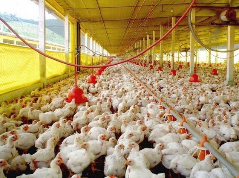 Pignoración por excedente de producción de pollos