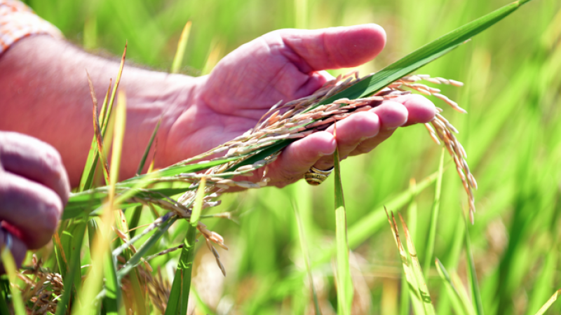 Arroz supera los cinco millones de quintales