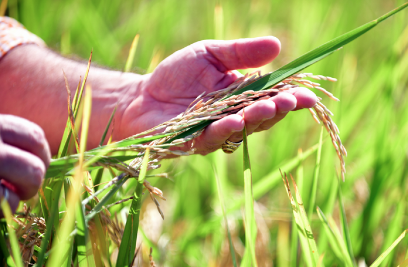 Arroz supera los cinco millones de quintales