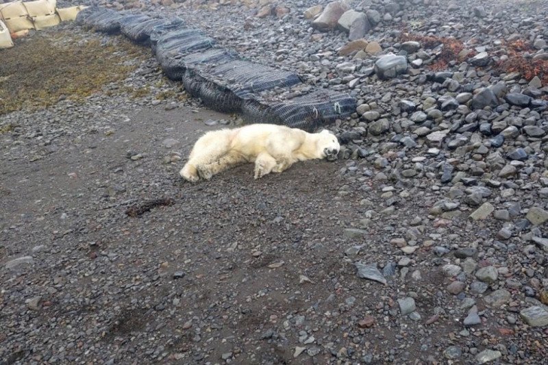 Matan oso polar que apareció en las costas de Islandia