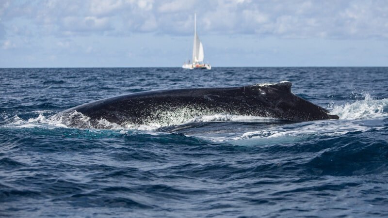 «Increíble» Ballena jorobada traga y escupe un hombre y su kayao