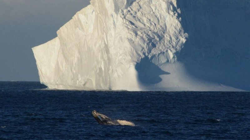 Enorme fragmento se desprende del iceberg más grande del mundo