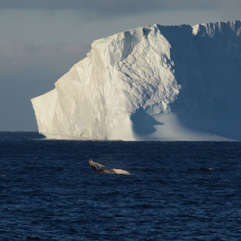 Enorme fragmento se desprende del iceberg más grande del mundo