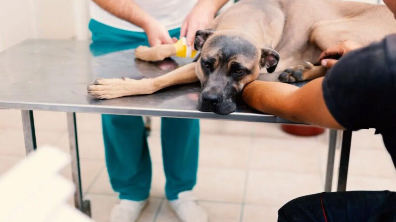 Investigan perros muertos en el parque Mirador Sur
