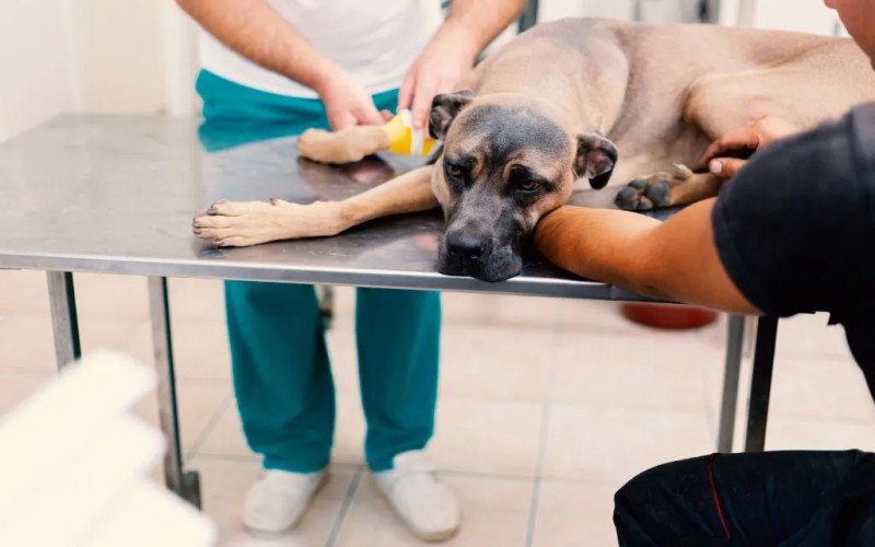 Investigan perros muertos en el parque Mirador Sur