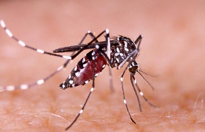 La OMS pide medidas para evitar una expansión del virus chikungunya