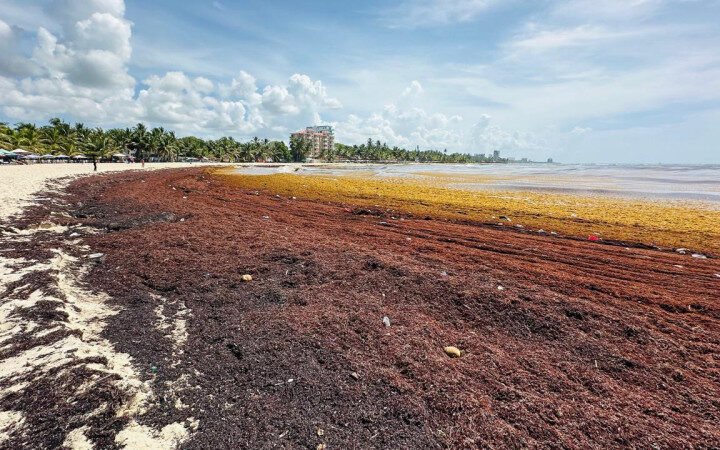 Sargazo invade playas de Juan Dolio y golpea al turismo local