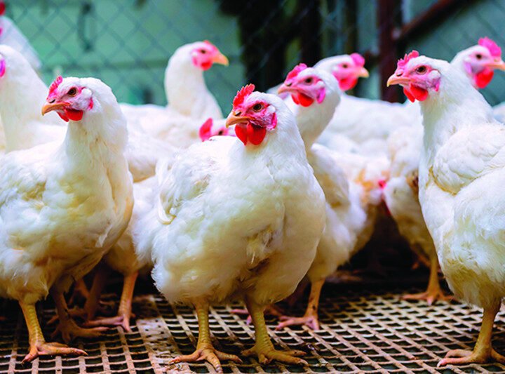 Pollo llegararía a RD$200 la libra por desabastecimiento