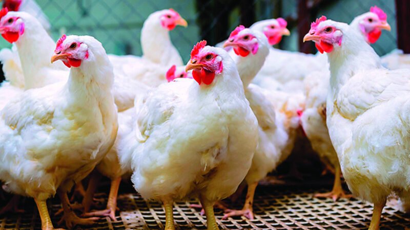 Pollo llegararía a RD$200 la libra por desabastecimiento