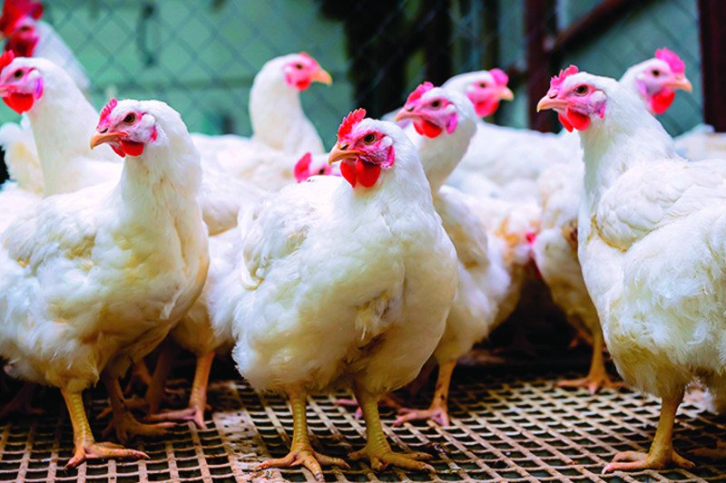 Pollo llegararía a RD$200 la libra por desabastecimiento