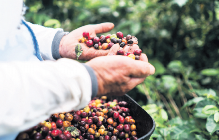 Denuncian en Polo Barahona, abandono tras pérdidas por tormenta Melissa