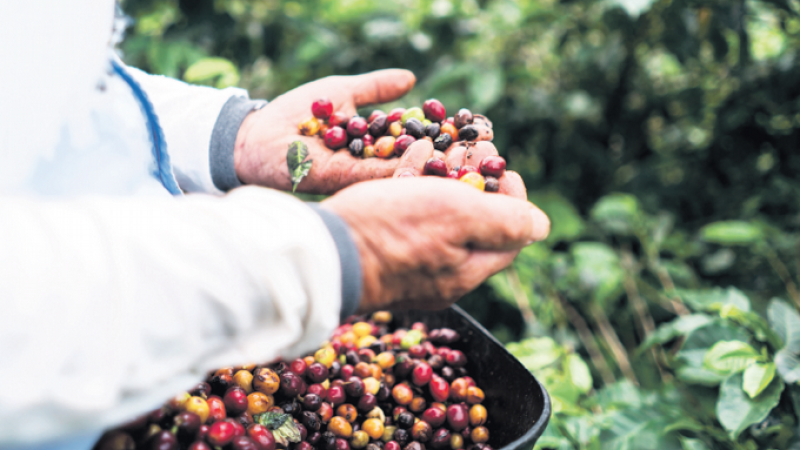 Denuncian en Polo Barahona, abandono tras pérdidas por tormenta Melissa