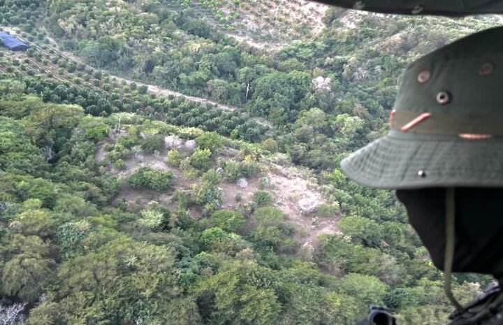 Ocupan 1,835 matas de hasta dos metros