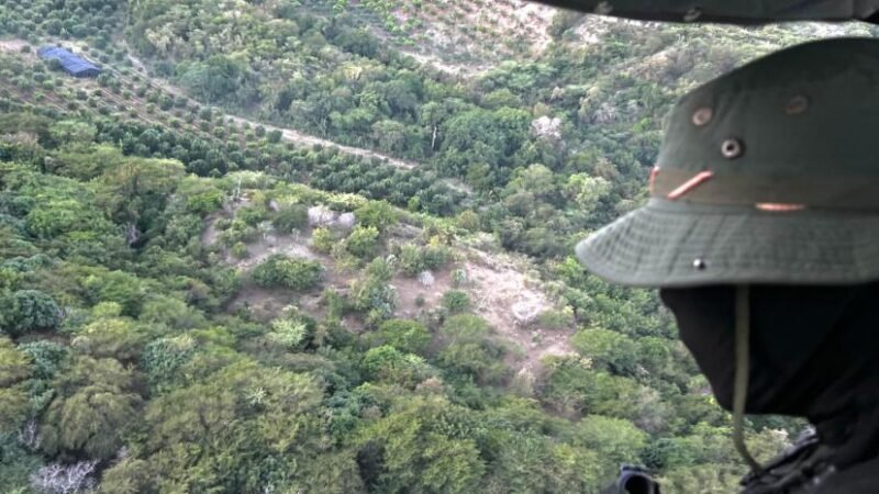 Ocupan 1,835 matas de hasta dos metros