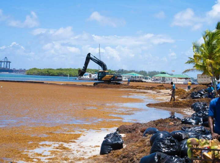 Boca Chica se llena de Sargazo
