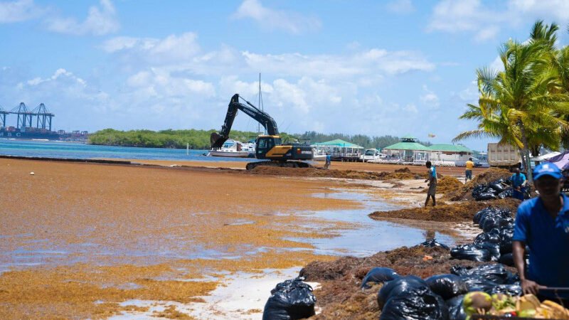 Boca Chica se llena de Sargazo