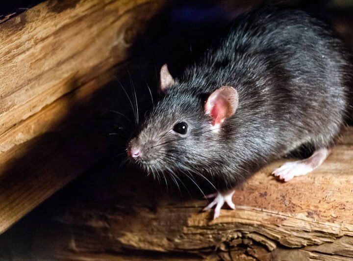 Sin evidencias de hantavirus en RD