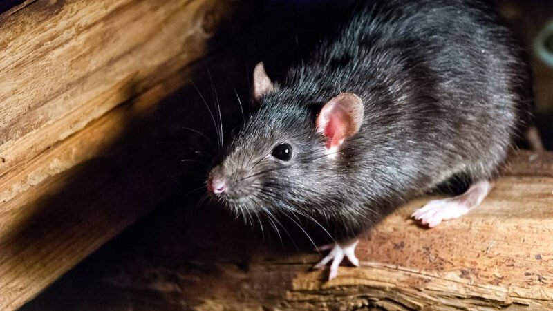 Sin evidencias de hantavirus en RD