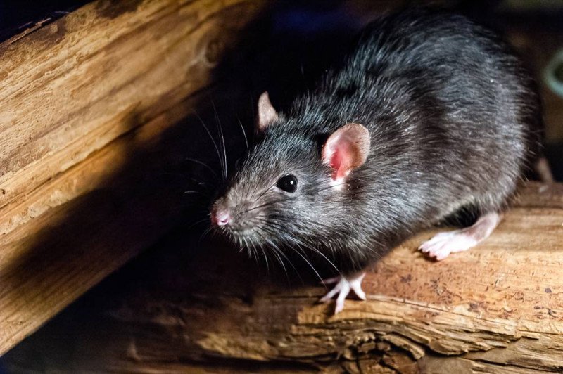 Sin evidencias de hantavirus en RD