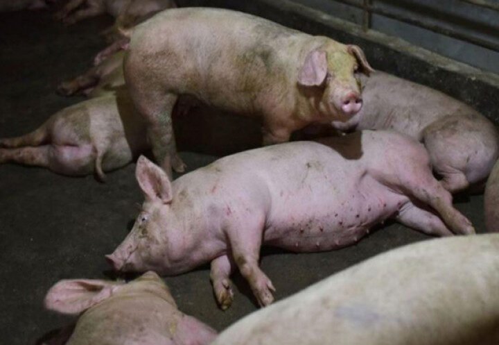 Sacrifican cerdos en masa golpeando al sector porcino