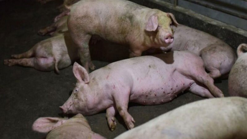 Sacrifican cerdos en masa golpeando al sector porcino
