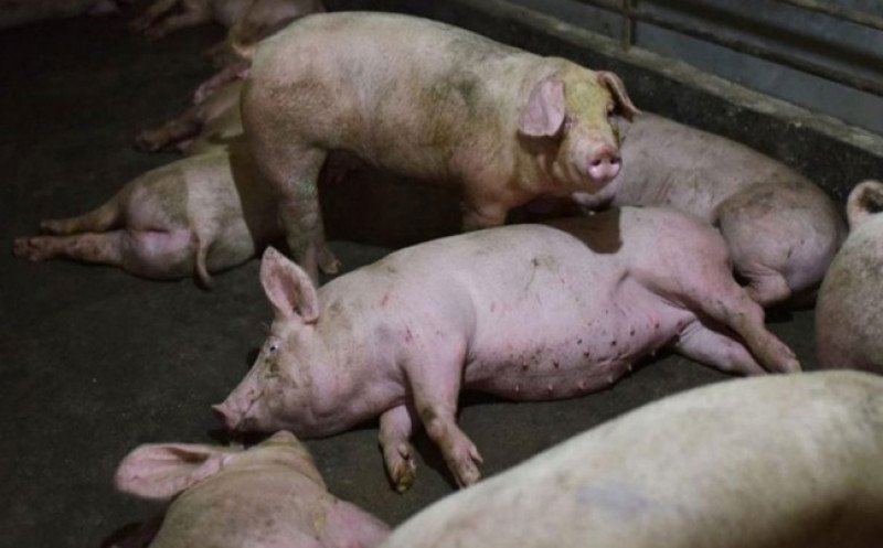 Sacrifican cerdos en masa golpeando al sector porcino