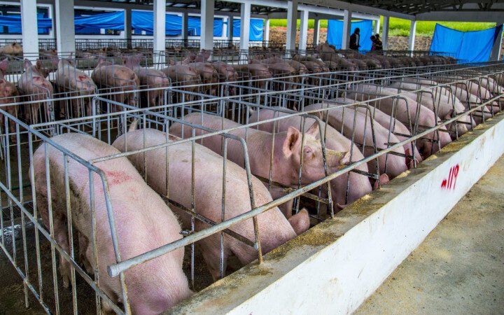 Demandan cuarentena ante fiebre porcina