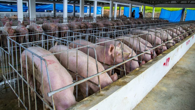 Demandan cuarentena ante fiebre porcina