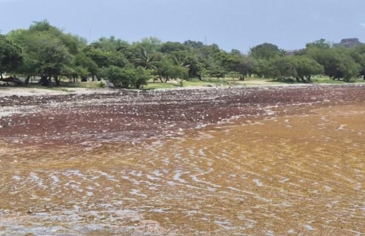 Preocupa el sargazo en la zona costera de Barahona