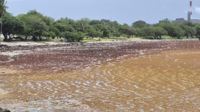 Preocupa el sargazo en la zona costera de Barahona