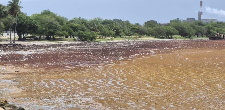Preocupa el sargazo en la zona costera de Barahona