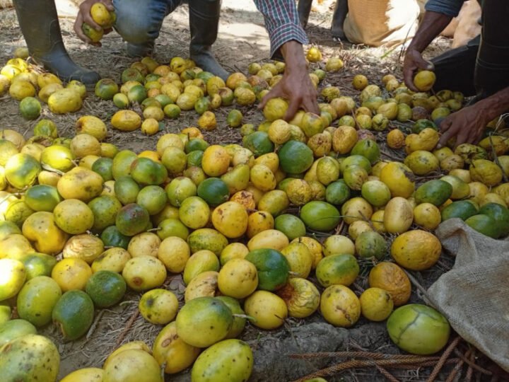Difícil situación para los productores de chinola en el inicio de la cosecha