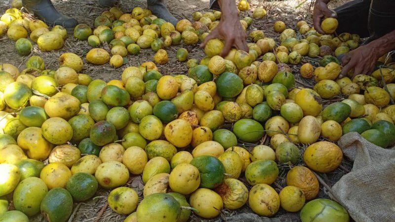 Difícil situación para los productores de chinola en el inicio de la cosecha