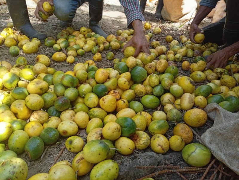 Difícil situación para los productores de chinola en el inicio de la cosecha