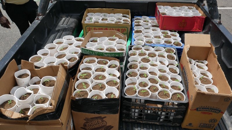 Marihuana en Santo Domingo Oeste, más de400tas