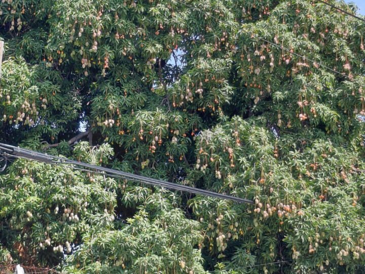 Suspenden la importación de mango a EE.UU