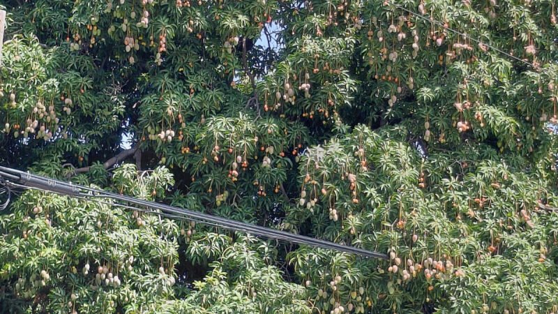 Suspenden la importación de mango a EE.UU