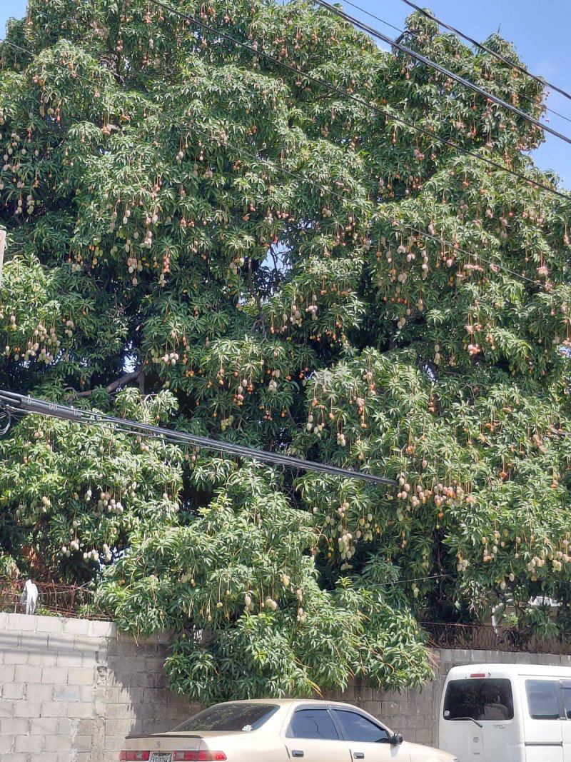 Suspenden la importación de mango a EE.UU