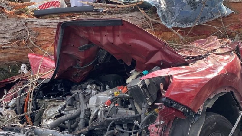 Cuatro personas heridas tras caída de un árbol en la autopista Las Américas