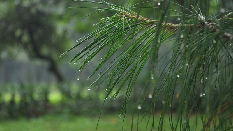 Indomet pronostica escasas lluvias y posibles truenos para este sábado
