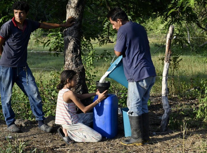 El Niño arrasa Centroamérica; vacas raquíticas y escasez de alimentos
