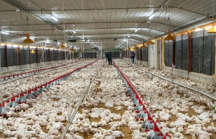 Pro Consumidor asegura que habrá pollo suficiente en Navidad y destaca precios estables