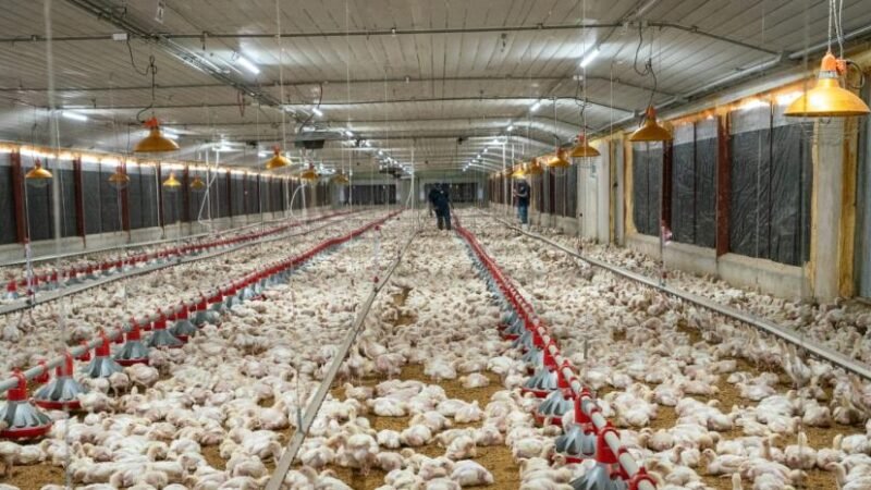 Pro Consumidor asegura que habrá pollo suficiente en Navidad y destaca precios estables