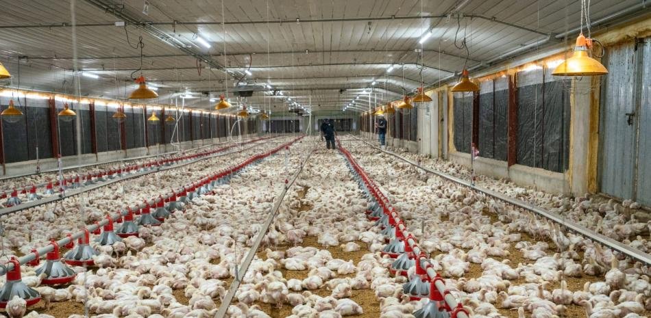 Pro Consumidor asegura que habrá pollo suficiente en Navidad y destaca precios estables